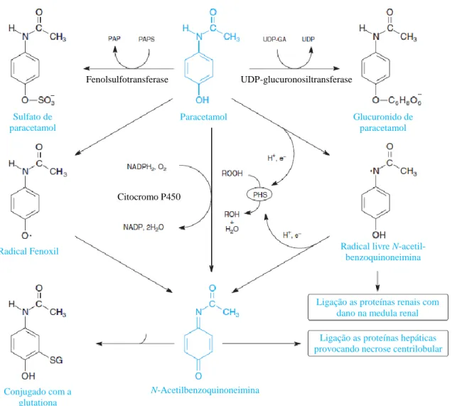 Figura 8 - Metabolismo de toxicidade do paracetamol. Adaptado de Casarett&amp;Doull`S (2008)