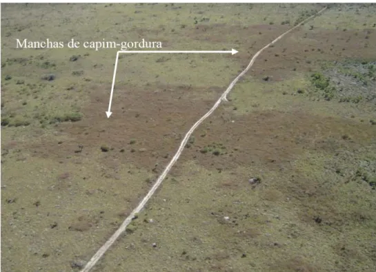 Figura 5.4. – Colonização do capim-gordura (M. minutiflrora)  ao longo  das estradas e áreas adjacentes no PNB   Fonte: Martins, 2006 