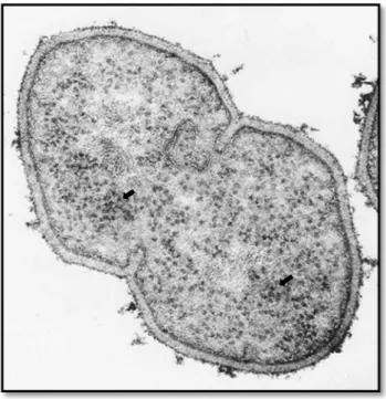 Figura 3. Ribossomas bacterianos (indicados pelas setas) dispersos no citoplasma celular  de uma bactéria de Gram positivo obtido por microscopia eletrónica (Sousa, 2006)