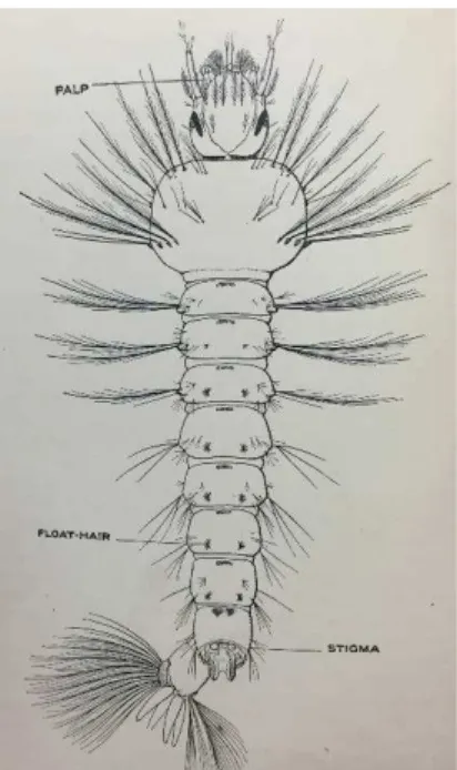 Figura 2 – Vista dorsal da fase larvar do mosquito Anopheles. Retirado de Malcom &amp; Macgregor, 1927 