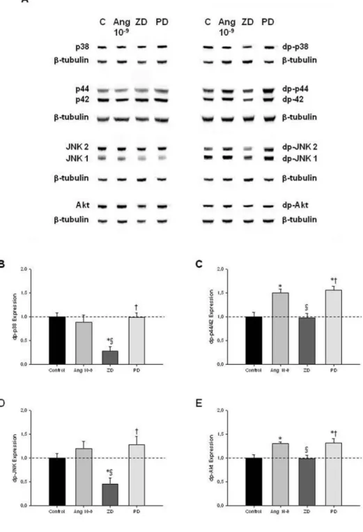 Figure 4. In vivo antenatal PD-123319 treatment effects on lung growth. (A) Ratio of left, right and total lung-to-body weight in control (C), nitrofen (N) and CDH groups treated with saline (C + S, N + S, CDH + S) or PD-123319 (C + PD, N + PD, CDH + PD).