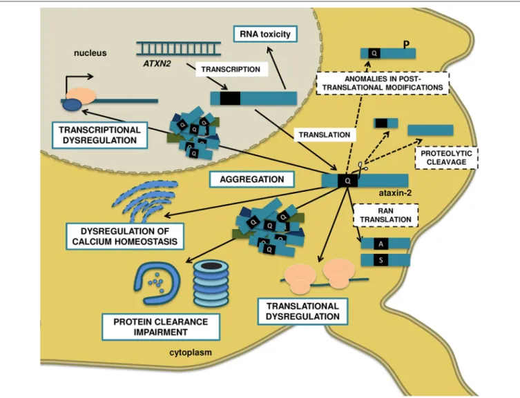 FIGURE 1 | Molecular mechanisms proposed to be involved in SCA2 pathogenesis. The anti-sense transcription of the ATXN2 gene gives origin to the repeat-expanded ATXN2-AS, with the ability to form hairpin structures and induce toxicity