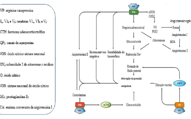 Figura 7. Mecanismos de regulação dos fluídos corporais através dos recetores V 1a  e V 2