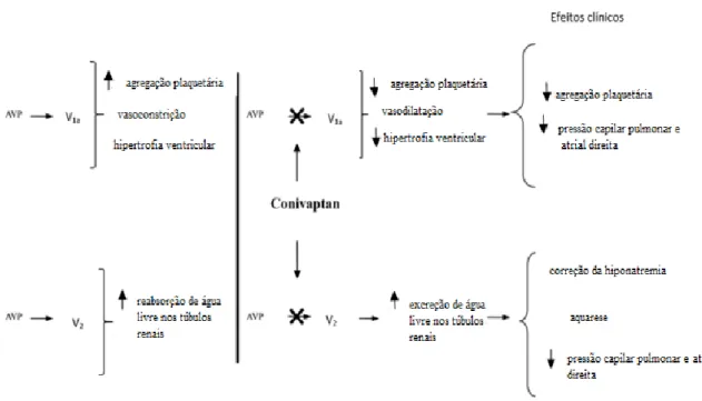 Figura 11. Ações do conivaptan (adaptado de (Ali et al., 2007)).