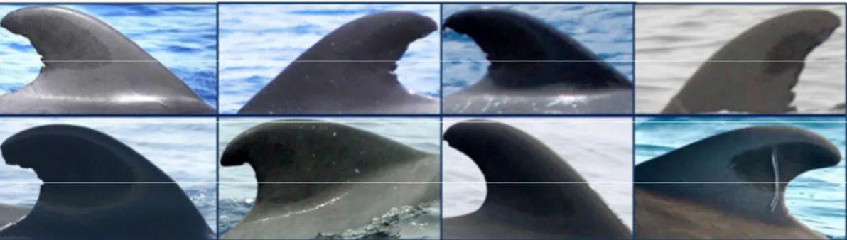 Figure 1.1 - Photographs of dorsal fins from short finned pilot whales (Globicephala      macrorhynchus) used for individual photo-id (Source: Alves et al., 2013a)