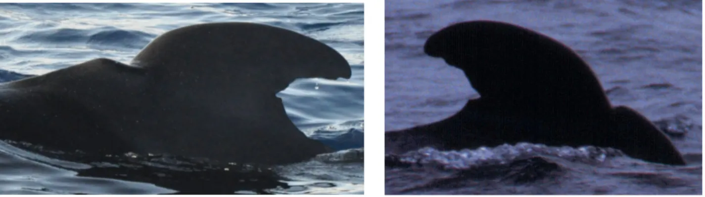 Figure  2.2:  Example  of  same  individuals  morphologically  changed  due  to  the  years  passed,  on  the  left   OOM_Gma770 from December 11 th  2015 (photo by Nicolau Abreu), and on the right the same individual in  Azores one 1999-11-18 (photo DOP_0
