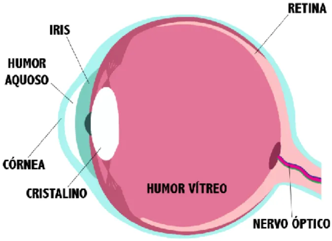Figura 1: Esquema do globo ocular humano. Adaptado de Higgins (2009).  