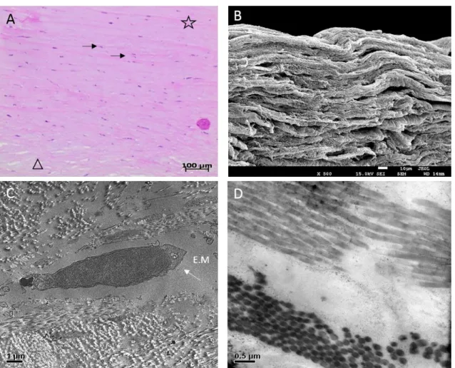 Figure 4.  Human corneal stroma stored for 10 days in Optisol-GS. (A) Micrograph using  light microscopy  showing tightly collagen fibrils (star) and soft collagen disposition (triangle),  fibroblasts (arrows) from the stroma (x100); (B) Scanning electron 