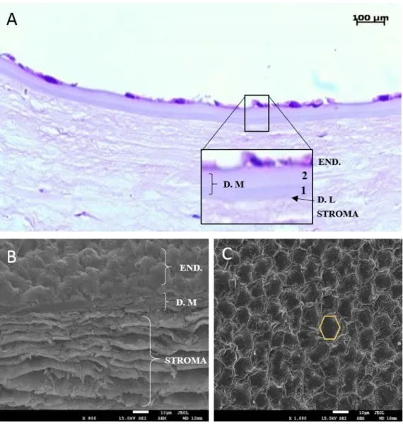 Figure 5. Human Corneal Dua’s layer (D.L), Descemet’s membrane (DM) and endothelium  cells (END) stored for 10 days in Optisol-GS