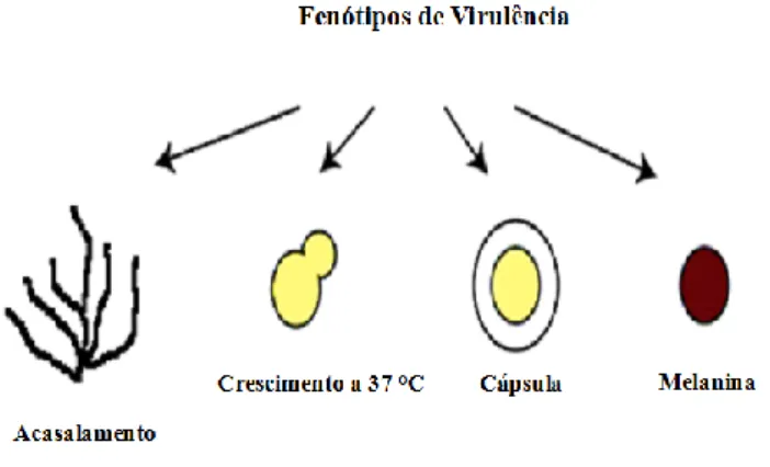 Figura 3: Exemplo de fenótipos associados a virulência em C. neoformans. 