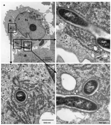 Figura  3-  Presença  de  Legionella  pneumophila  no  interior  do  VCL,  durante  a  infeção  nos  macrófagos  humanos