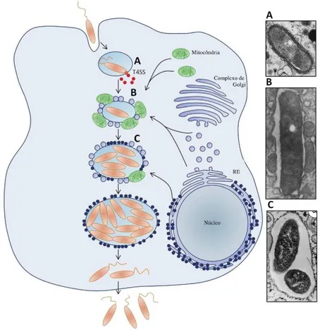 Figura 4- Processo de infeção e replicação de Legionella pneumophila no interior da célula hospedeira