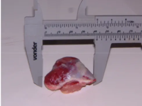 Figura 3: Medição de um tumor retirado no 13º dia após a inoculação.  