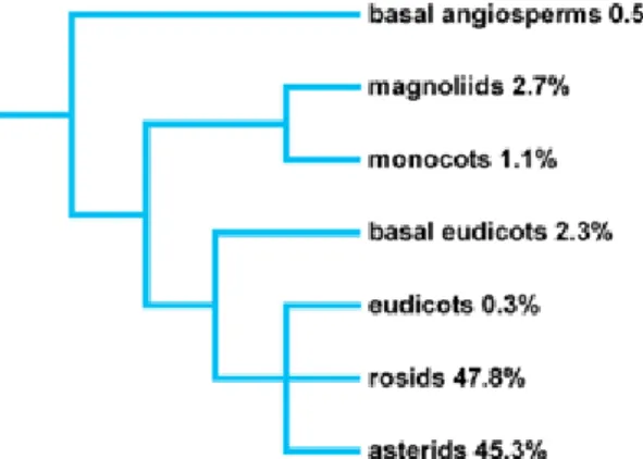 Figura 1. Filogenia das angiospermas acumuladoras de Al (Jansen et al., 2002) 