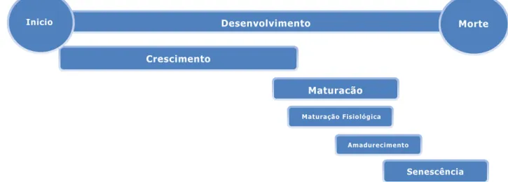 Figura 1 - Estágios de desenvolvimento de frutas e vegetais