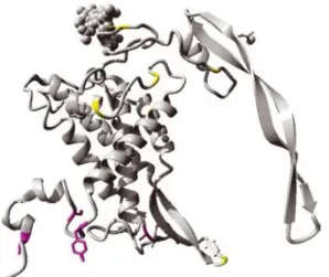 Figura VIII - Modelo de homologia WNT5A. Mutações encontradas em todos os WNT5A associadas  aos casos DRS parecem estar localizados de um lado da proteína e podem afetar as interações com  outras proteínas na via Wnt