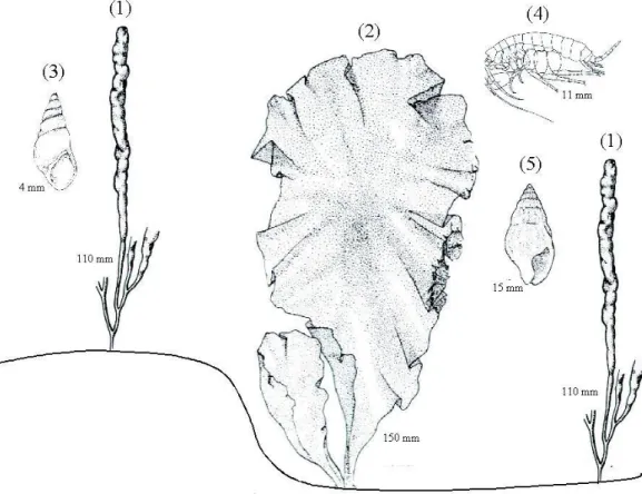 Figure 6. Anibal et al 