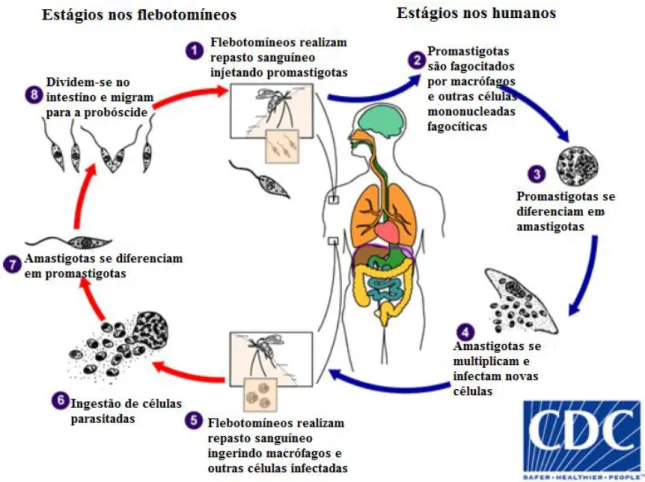 Figura  2:  Ciclo  de  vida  do  parasito Leishmania  spp..  Adaptado  de Division  of  Parasitic  Diseases  and Malaria (DPDx), Centers of Diseases Control and Prevention (CDC)