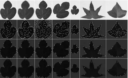 Fig. 3. From left to right: ideal image, blurred, with added noise, rotated and scaled leaf, plus two other leaves