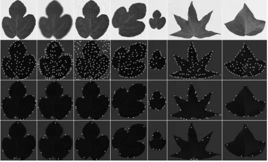Fig. 5. From left to right: ideal image, blurred, with added noise, rotated and re-scaled leaf, plus two other leaves
