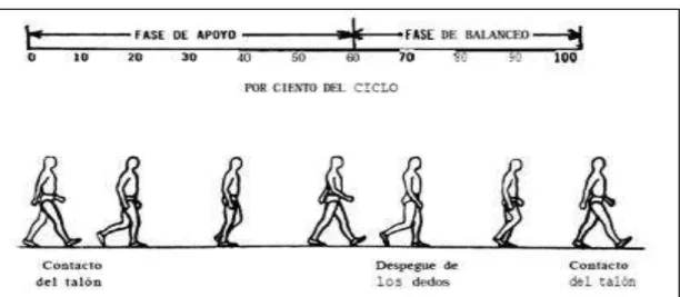 Figura 1. Ciclo da marcha.  