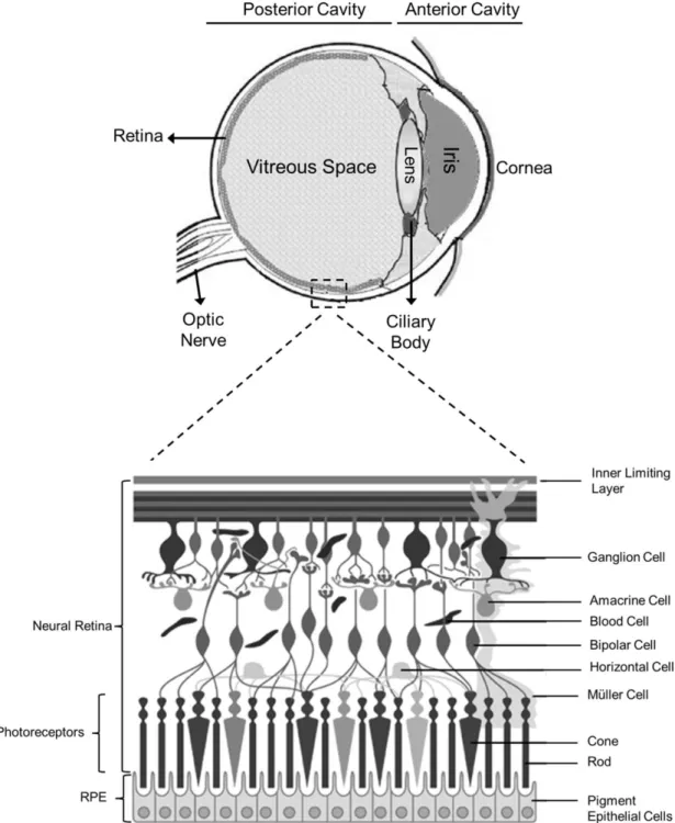 Figure  1.2:  Schematic  representation  of  the  eye  with  an  enlargement  of  the  retina,  showing its main cells types
