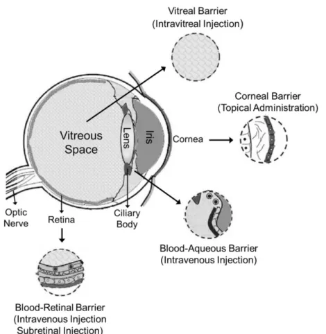 Figure  1.5:  Scheme  of  the  human  eye,  showing  the  main  barriers  for  retinal  gene  delivery