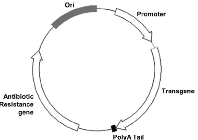 Figure 1.9: pDNA for gene therapy and its main components: origin of replication (Ori),  promoter,  transgene,  polyA  tail  and  antibiotic  resistance  gene