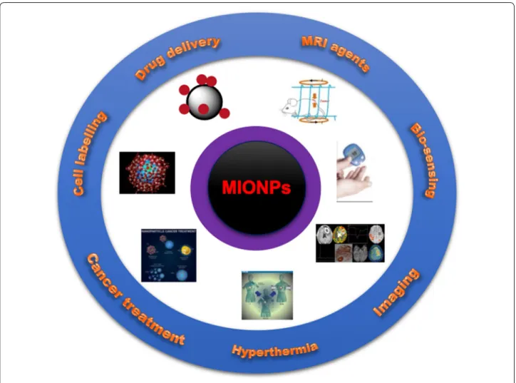 Fig. 9  Important biomedical applications of MIONPs