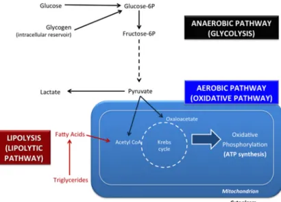 Figure 1. Essential metabolic pathways for bovine embryonic development. The anaerobic pathway (glycolysis or the glycolytic pathway) does not utilize oxygen and generates lactate.