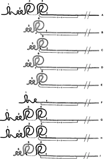 FIG.  2.  Schematic representation of the A-chain structural  domains in recombinant plasminogen activators