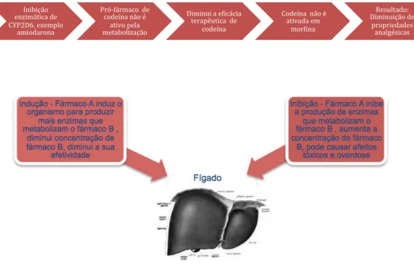 Figura 5 – Exemplo de IM por inibição enzimática e mecanismo de indução e inibição   (Adaptado de Brewer &amp; Williams, 2012) 