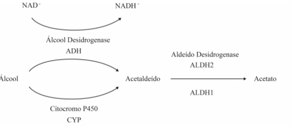 Figura 1 - Metabolismo do álcool. Adaptado de Weathermon &amp; Crabb (1999) 