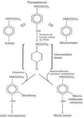 Figura 7 - Metabolização do paracetamol  Adaptado de Hardman &amp; Limbird, 2005 