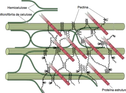 Figura  17:  Diagrama  esquemático  dos  componentes  estruturais  da  parede  celular  primária  e  seus  arranjos