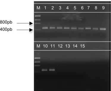 Figura  12:  Amplificação  por  PCR  da  região  mtDNA  SSU  rDNA  por  meio  de  primers  específicos  de  Aspergillus, ASP_GEN_MTSSU_F 1  e ASP_GEN_MTSSU_R 1 