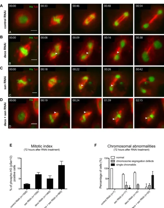 Figure 3.  Co-depletion of Deco and Naa50/San significantly enhances Drosophila S2 cells chromosome  segregation defects