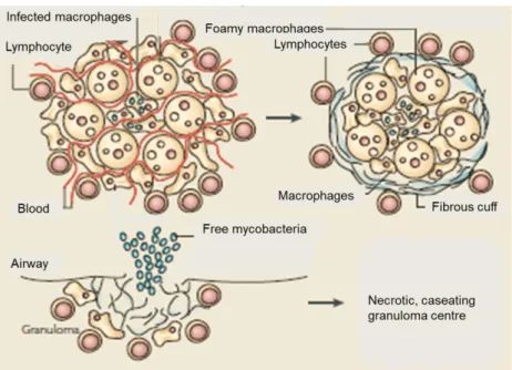 Figure 1.2. Schematic representation of the granuloma structure. Adapted from (23). 