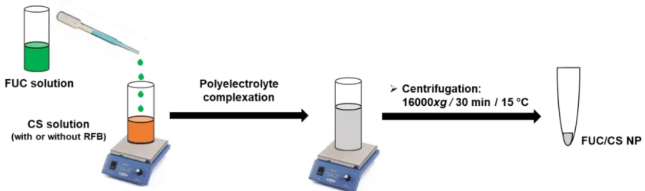 Figure 3.1. Illustration of fucoidan/chitosan nanoparticle (FUC/CS NP) preparation by  polyelectrolyte complexation