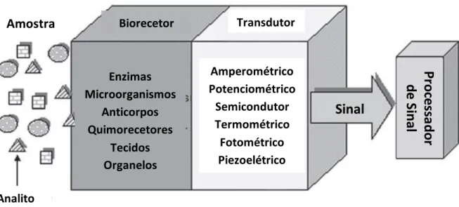 Figura  3.1-  Esquema  genérico  de  um  nanobiossensor  com  as  suas  diferentes  componentes: 