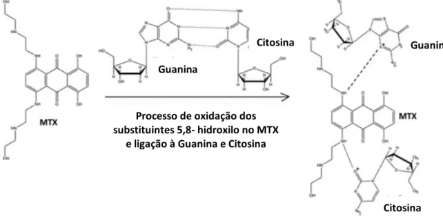 Figura 5.2- Representação do mecanismo de interação do MTX com as bases nucleotídicas do  ADN (adaptado de 42) 