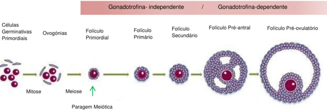 Figura 2 - Estadios da foliculogénese a partir do desenvolvimento da célula primordial até à produção de um  folículo pré-ovulatório (Adaptado de Sanchez and Smitz 2012) 
