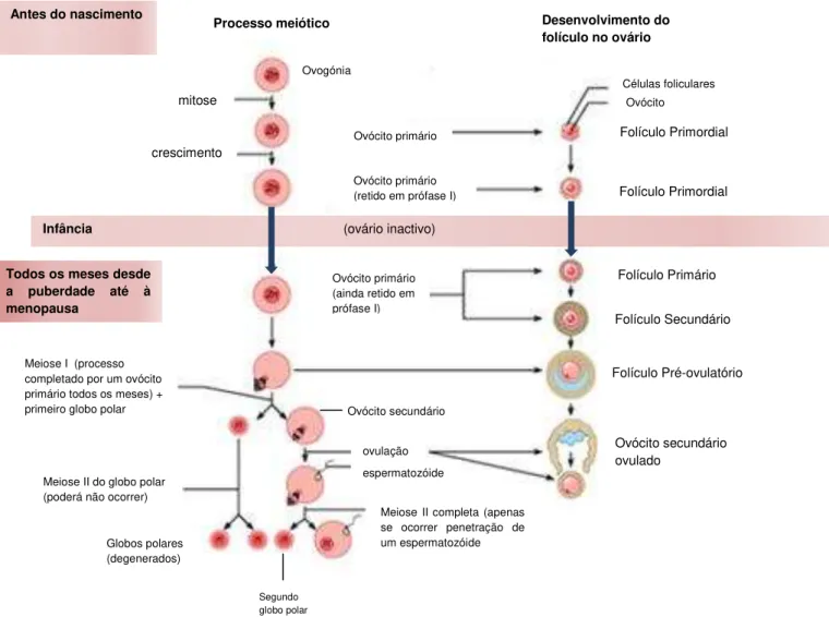 Figura 3  –  Estadios da ovogénese e foliculogénese a partir do desenvolvimento da célula primordial