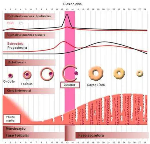 Figura  4  -  Representação  do  ciclo  ovárico,  endomentrial,  bem  como  da  variação  dos  níveis  hormonais  durante as diferentes fases do ciclo menstrual (Adaptado de Aitken, Baker et al