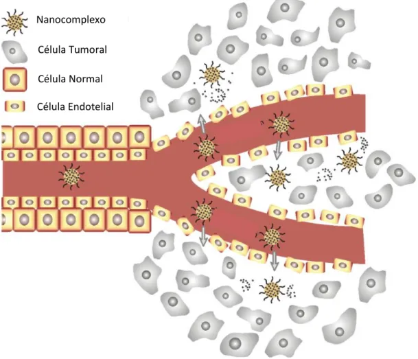 Figura 3.1 – Representação do extravasamento dos  nanocomplexos na região tumoral  - efeito do aumento 