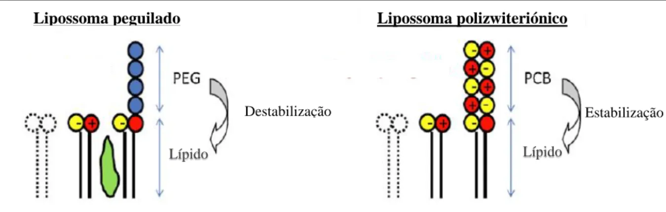 Figura 4.5 – Efeito de estabilização e destabilização dos lípidos que constituem a membrana dos lipossomas,  provocado pelo carácter super-hidrofílico do PCB e hidrofóbico do PEG, respetivamente [adaptada de (94)]