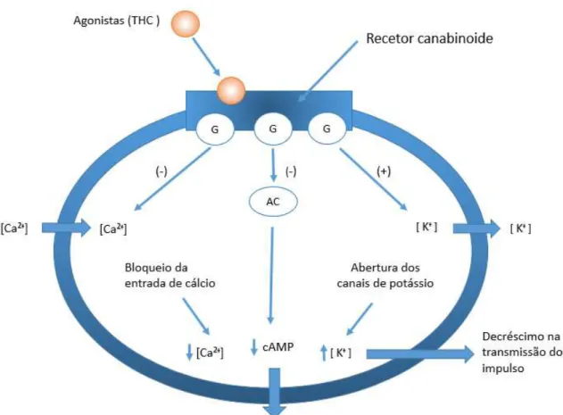 Figura 1- Ligação do THC a recetores CB1 e sua ação (adaptado de Honório, Arroio, e Da Silva 2006)