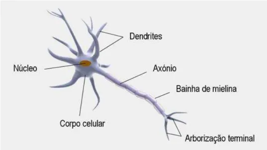 Figura 2 - Constituição do Neurónio 