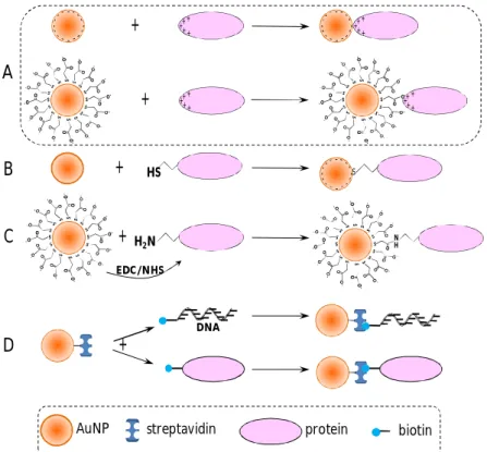 Figure  1.7  –  Main  routes  for  the  attachment  of  biomolecules  to  AuNPs  surfaces