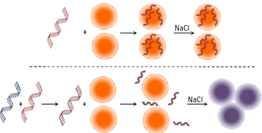 Figure  1.16  –  Representation  of  the  colorimetric  method  for  differentiating  between  single-  and  double-stranded  oligonucleotides